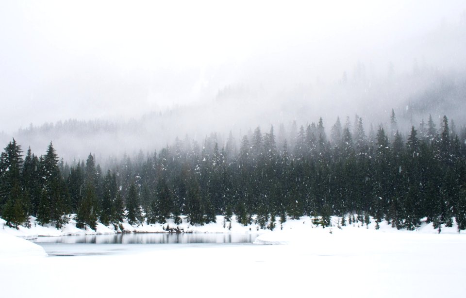 snow field and green pine trees during daytime