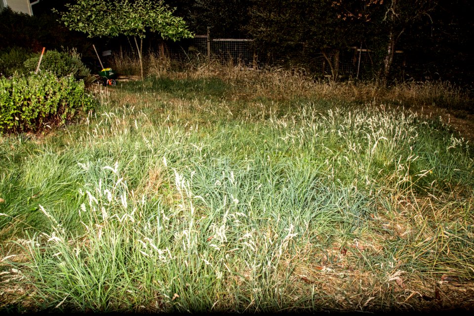 Grass, Trees, Backyard