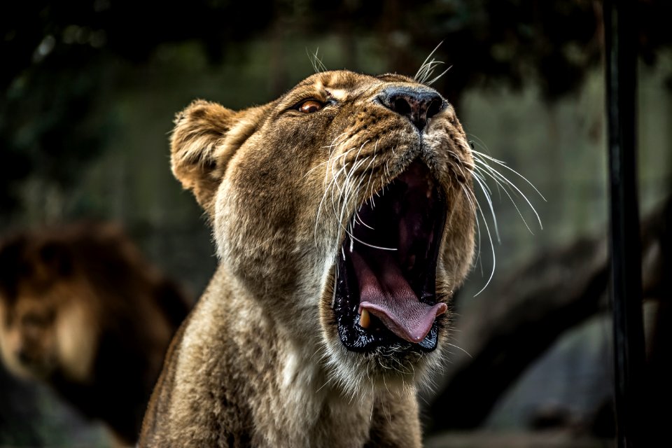 lioness yawning