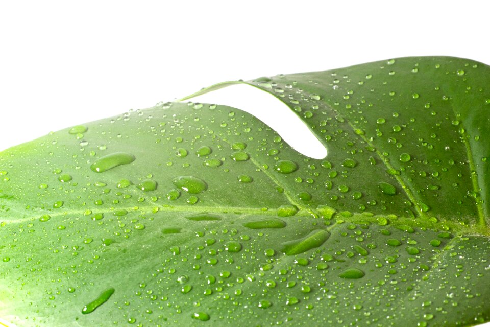 Green plant fresh
