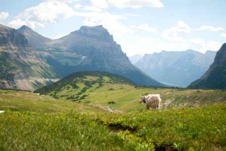 white sheep on green grass field near mountain during daytime photo
