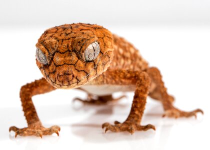 Lizard animal australia photo