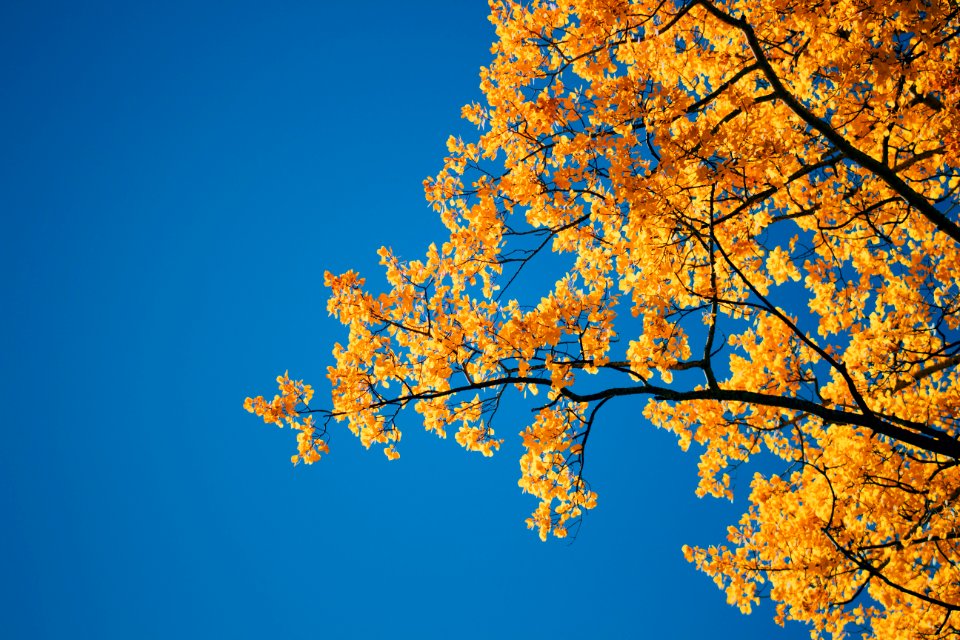 Forest, Sky, Fall