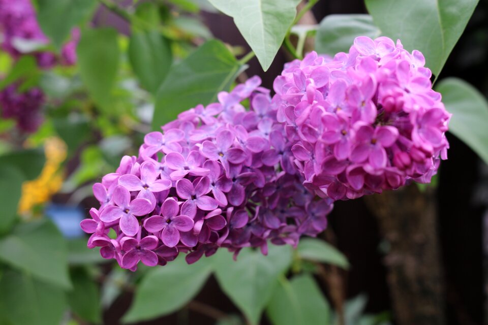 Plant purple purple flowers