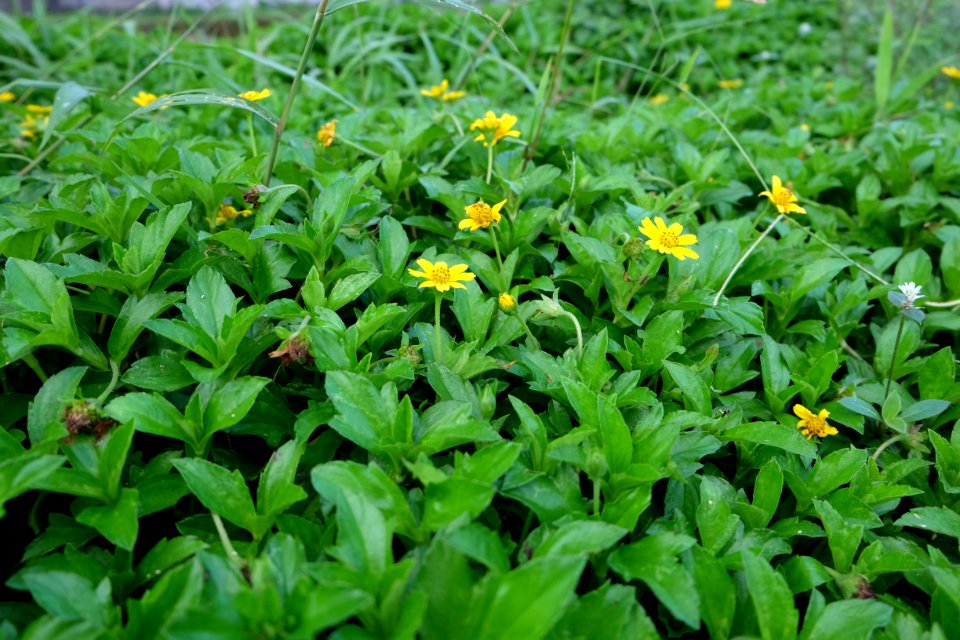 Indonesia, Kalasan, Plants