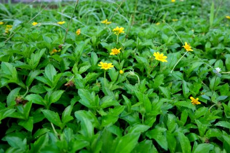 Indonesia, Kalasan, Plants