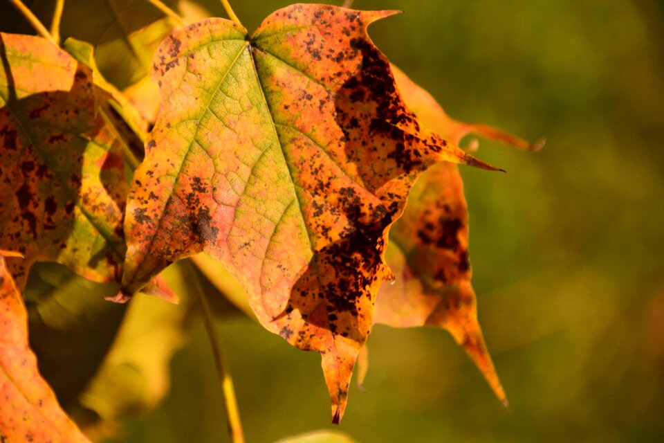 Nature tree macro