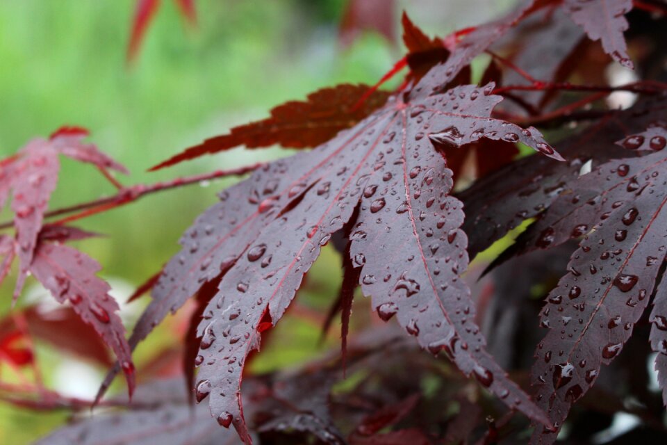 Close up red leaf