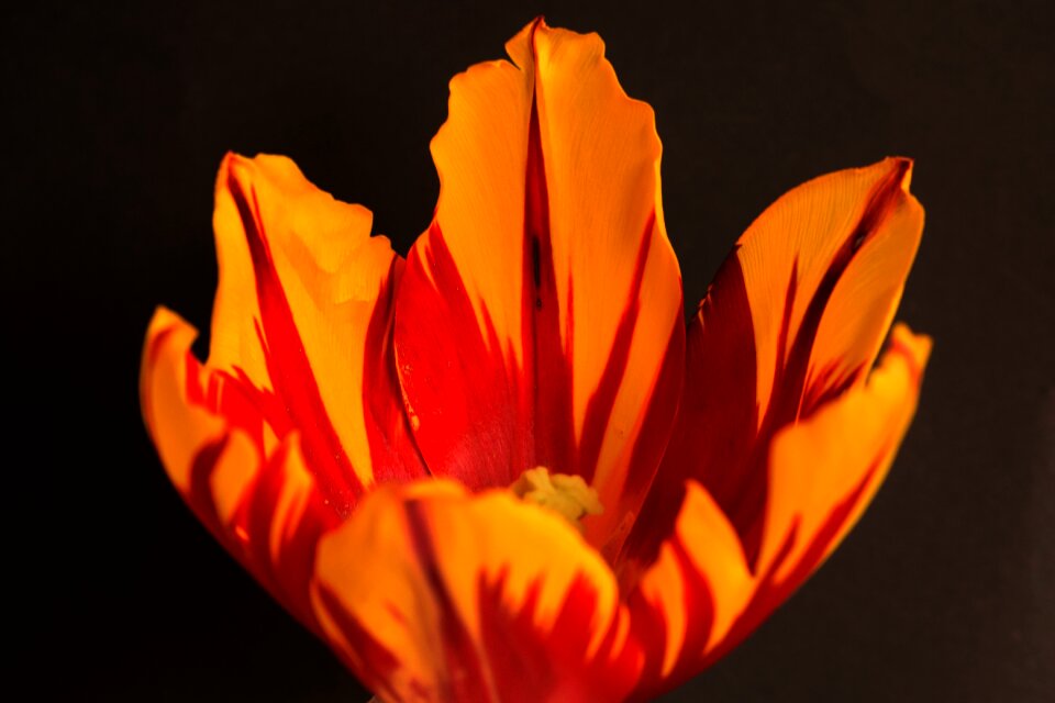 Tulip macro close up