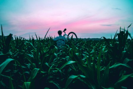 man standing of corn field photo