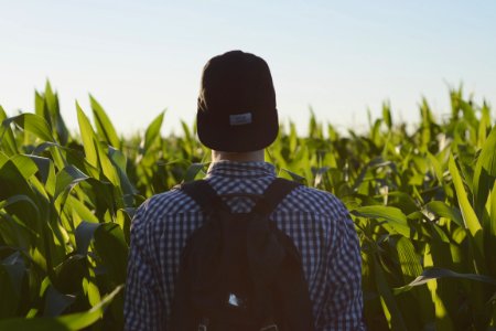 man facing green corn plants during day