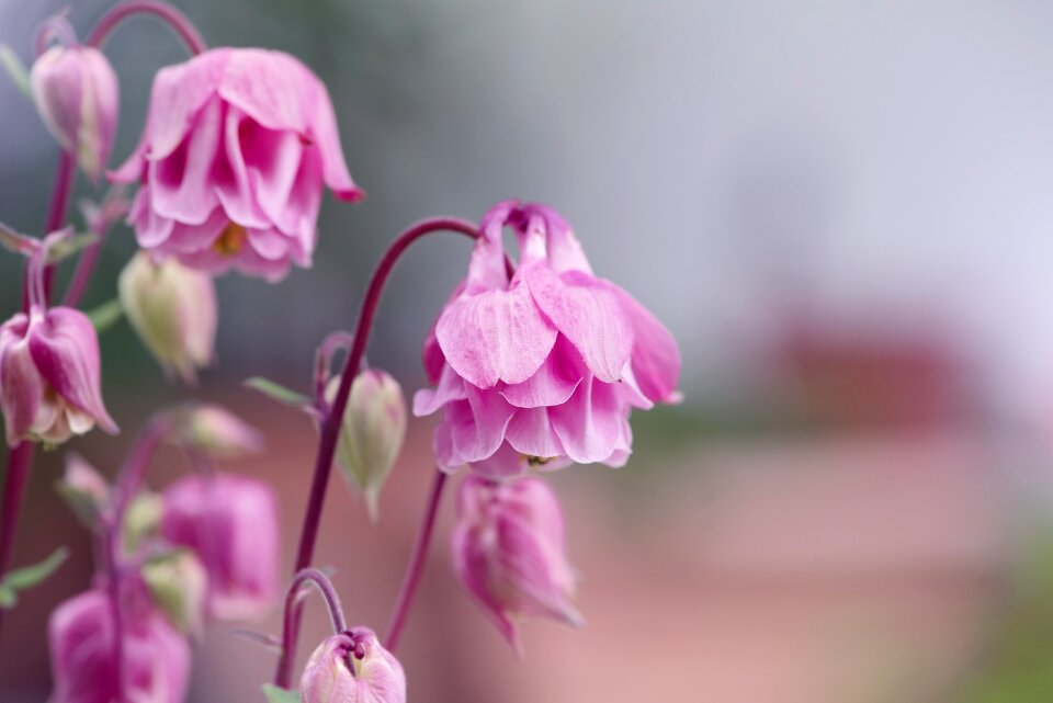 Hahnenfußgewächs common columbine wild flower