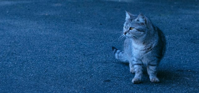 Kyiv city, Ukraine, Animal