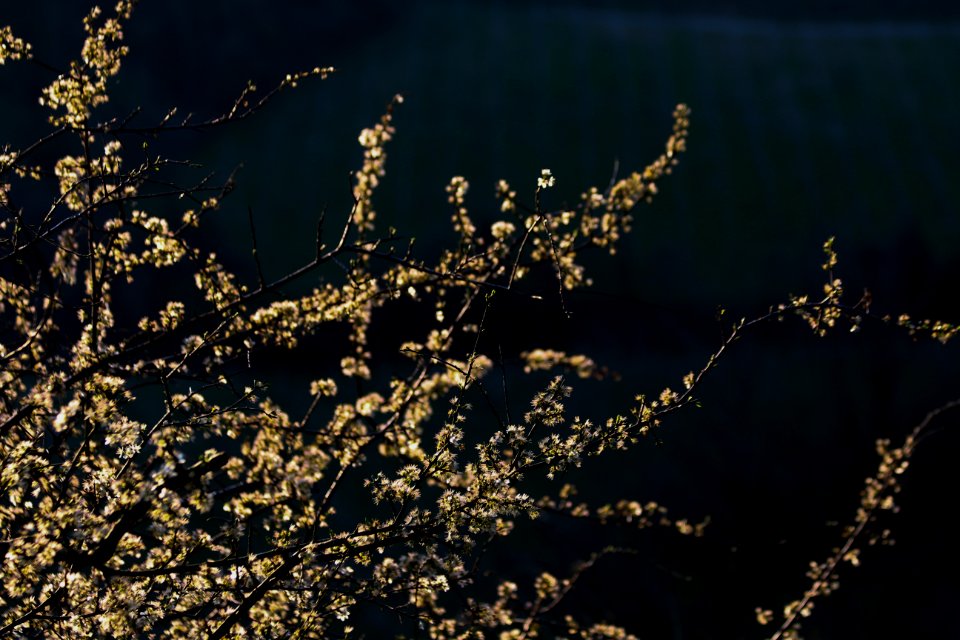 Brisighella, Italy, Flower