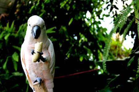 Renzo piano, Genova, Parrot