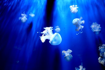 white jellyfishes underwater photo