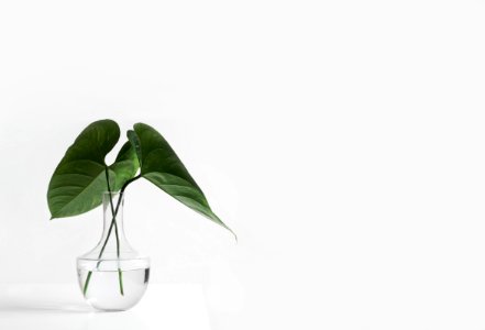 green leafed plant on clear glass vase filled with water photo