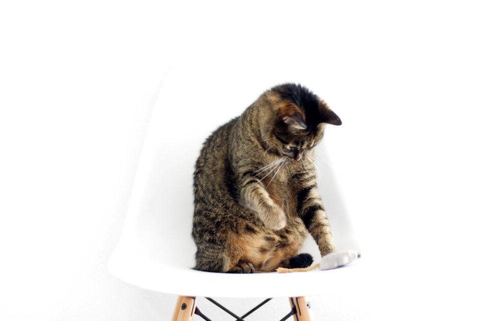 brown tabby cat sitting on bar stool