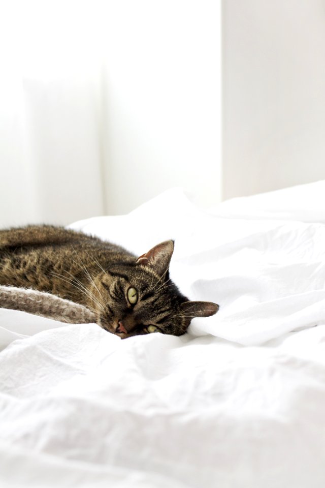 brown tabby cat on white textile