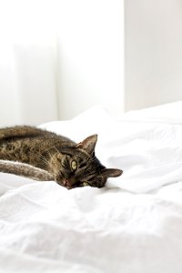 brown tabby cat on white textile photo