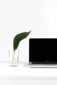 MacBook Pro beside plant in vase photo