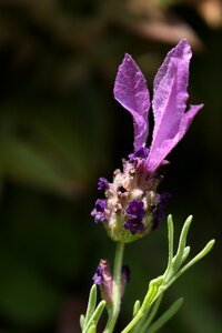 Lavender purple flower lavender flower photo