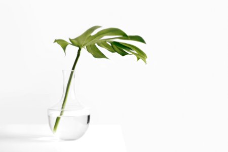 Cheese plant leaf in clear glass vase photo
