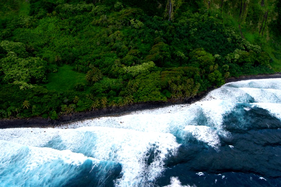 aerial photography of green trees