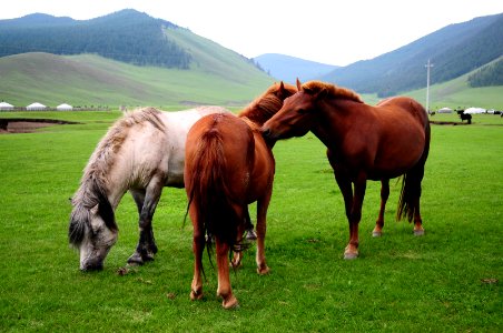 Animal, Horse