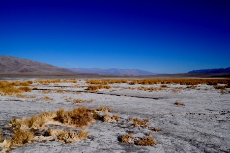 photography of dessert with dried plants