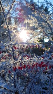 Wintry cold snow photo