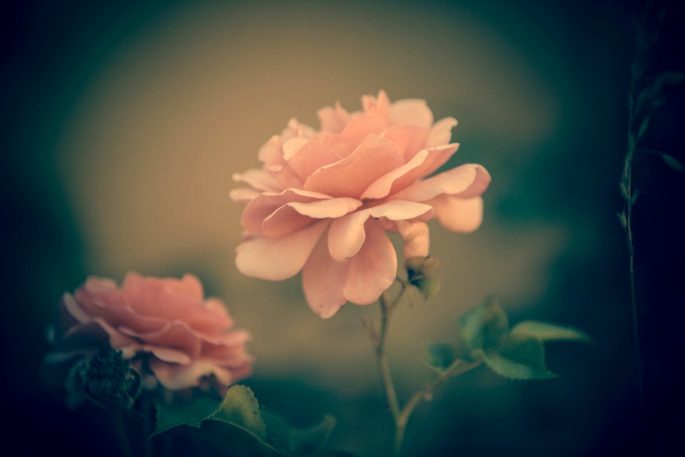 Haddenham, United kingdom, Flower