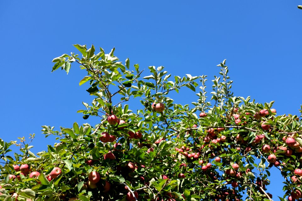 Orchard, Apple picking, Apple tree