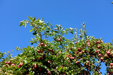 Orchard, Apple picking, Apple tree photo