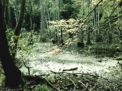 Swamp, Trees, Wood