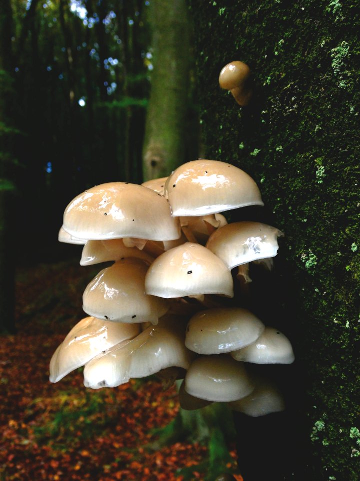 Autmn, Wood, Tree