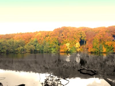 Color, Autmn, Trees