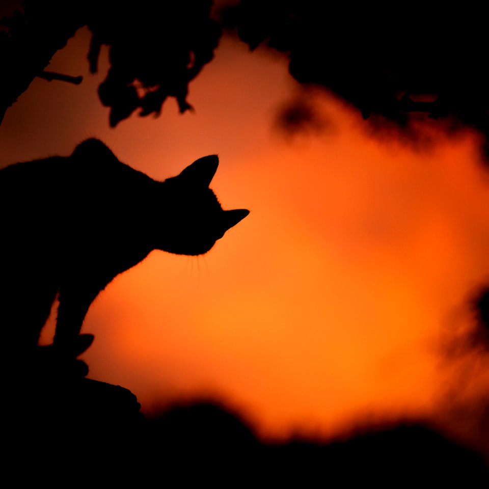 silhouette photo of a cat