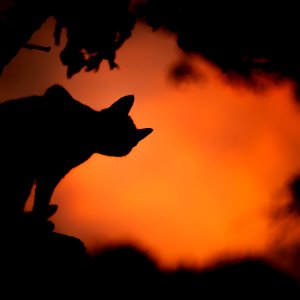 silhouette photo of a cat
