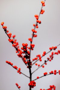 Bielefeld, Germany, Flower