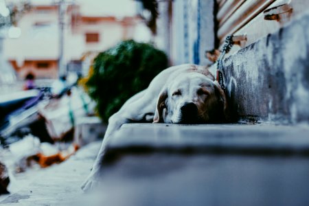adult yellow Labrador retriever dog sleeping on gray concrete stepway photo
