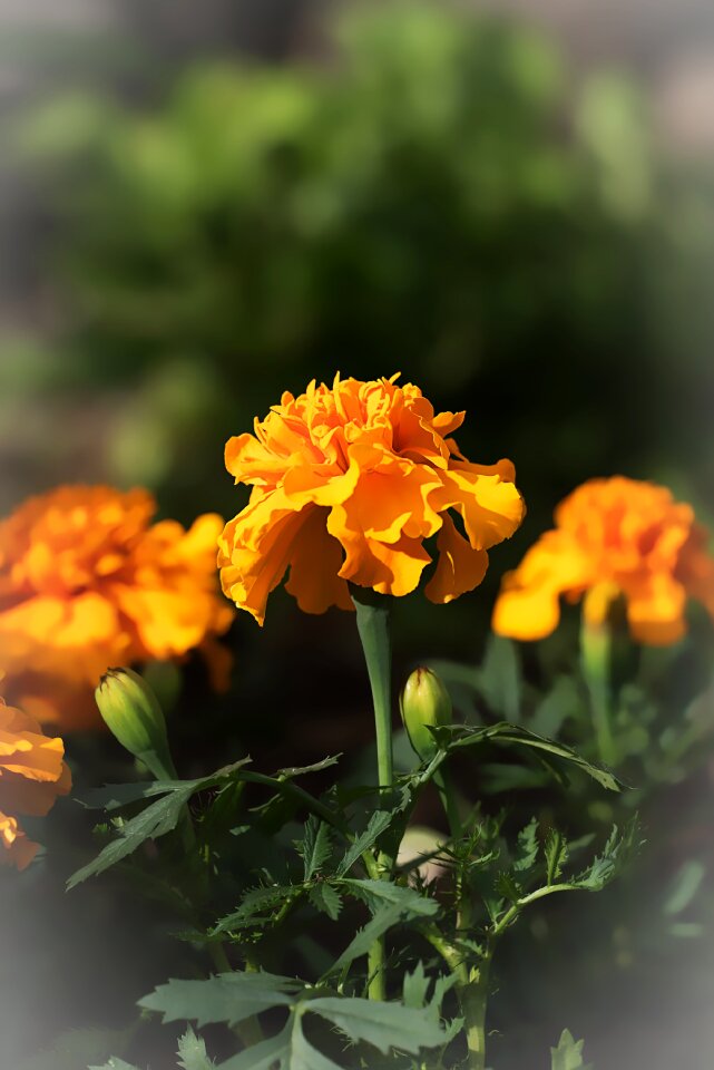Flora dead flower orange