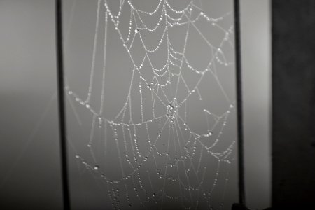 Rain, Morning, Spiderweb