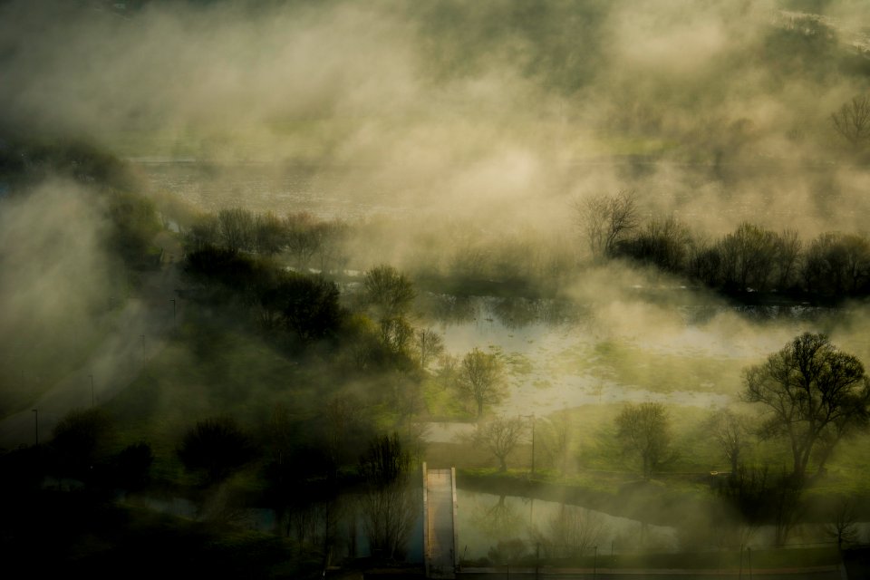 fog covered trees illustration