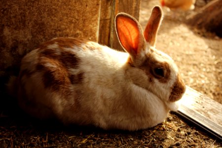 Collinsville, United states, Animals