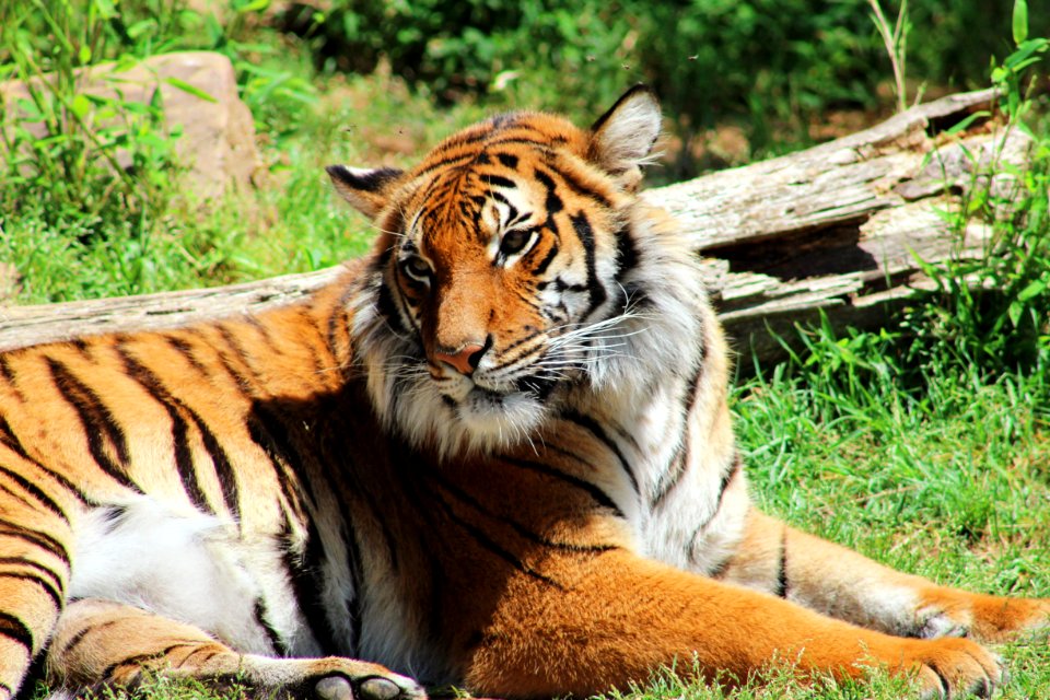Tulsa zoo, Tulsa, United states