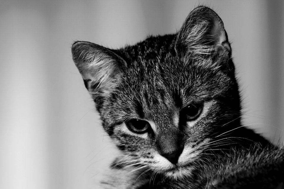 grayscale kitten