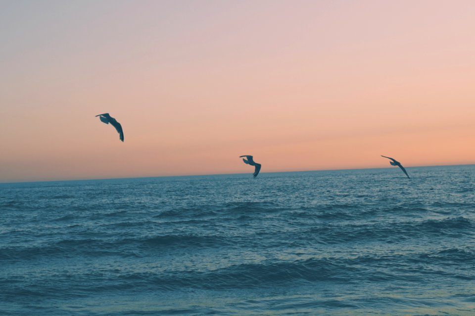 Seagull, Sunset, Birds