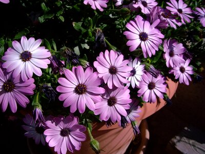 Leaves spring daisy photo