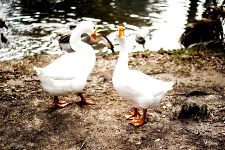 two white ducks on brown soil